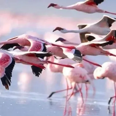 Nissi Golden Sands Family