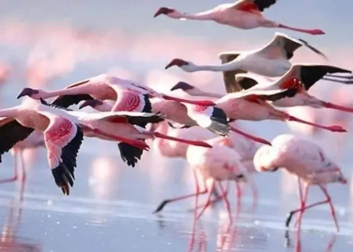 Nissi Golden Sands Family